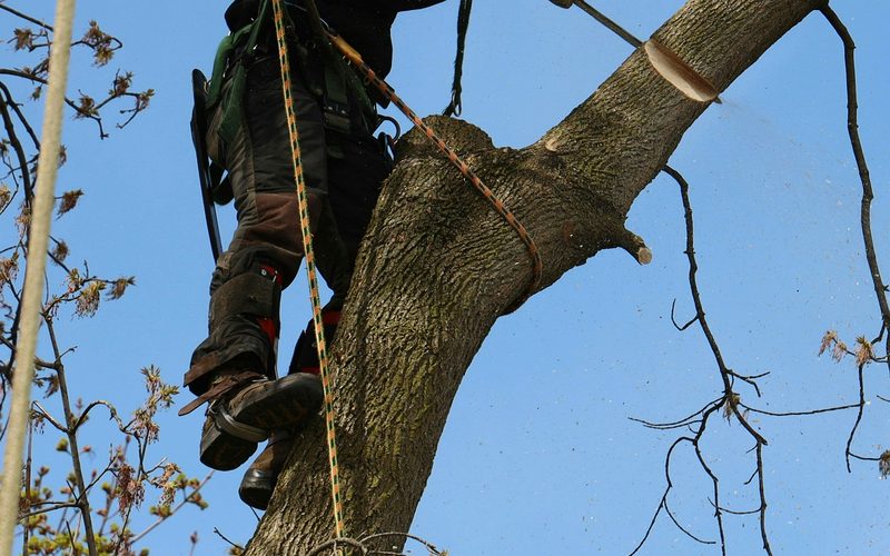 Tree trimming in Rapid City SD