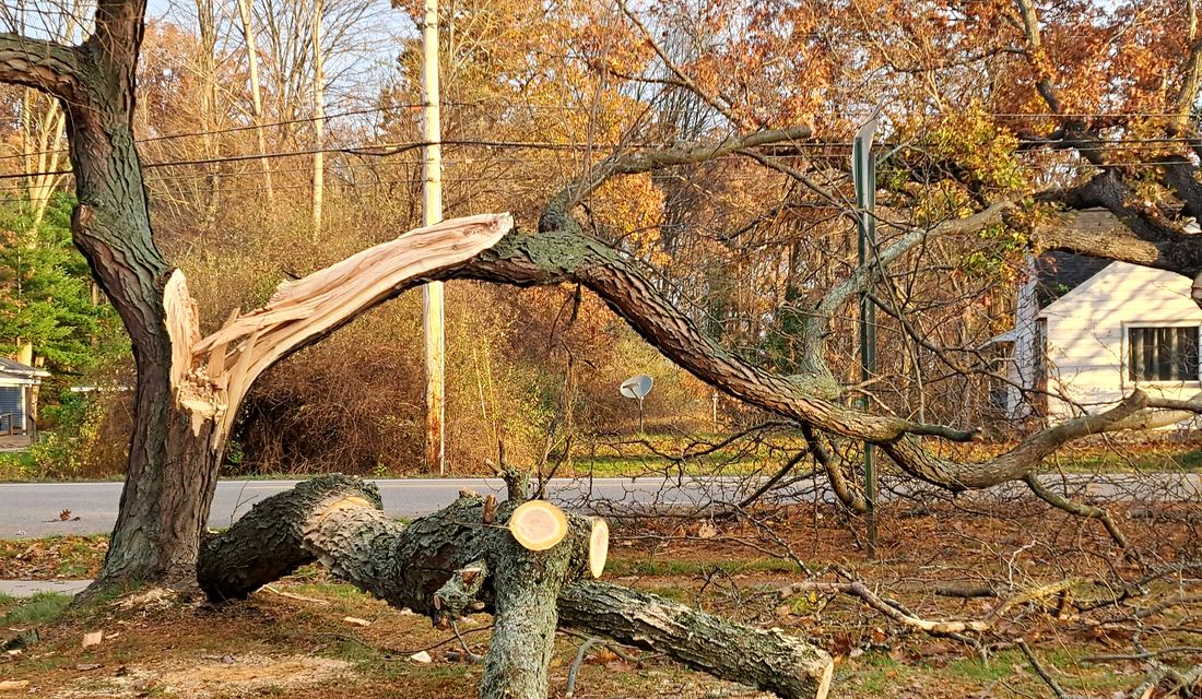Emergency tree service Rapid City SD