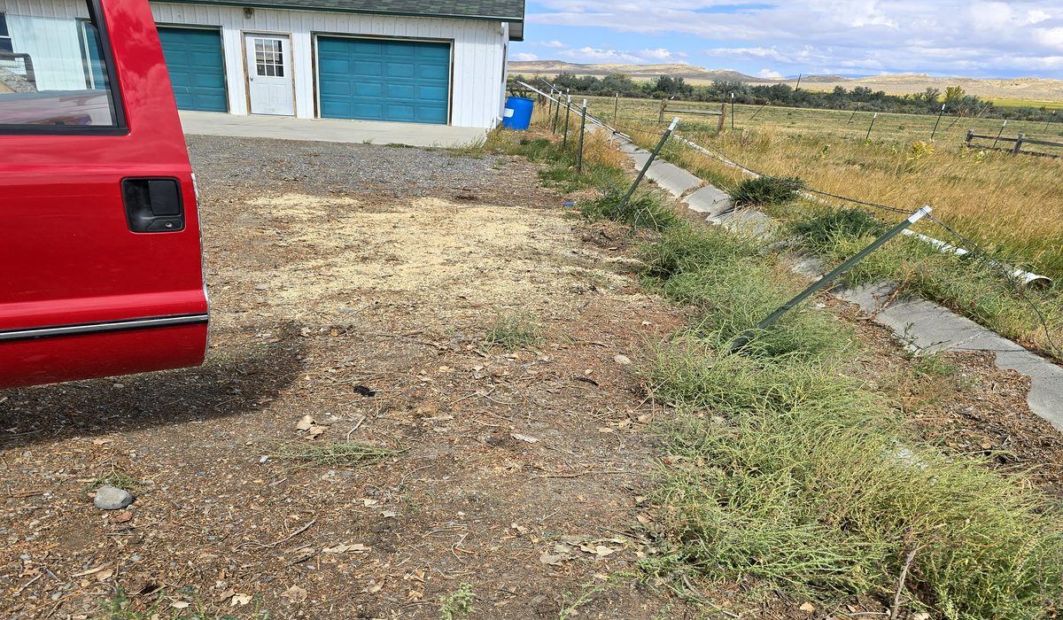 Tree removal in Rapid City SD